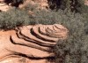 Thumbs/tn_082.Zion Canjon.jpg